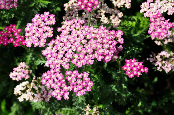 Yarro Island Pink flowers